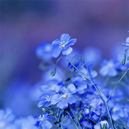 دانلود آهنگ شب یلدا درازه سعید کریمی